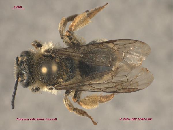 Photo of Andrena salicifloris by Spencer Entomological Museum